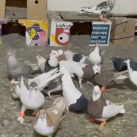 کفتر|پرنده|چناران, |دیوار