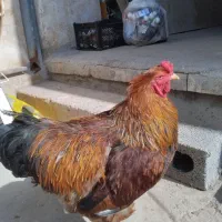 خروس برهما. کوشین. گلین