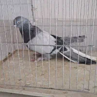 کبوتر