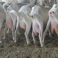 بز فرانسوی بز سانن|حیوانات مزرعه|تهران, استاد معین|دیوار