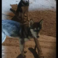 سگ هاسکی پیداشده