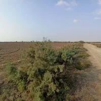 اجاره زمین کشاورزی یموت بندرترکمن|اجارهٔ دفتر صنعتی، کشاورزی، تجاری|بندر ترکمن, |دیوار