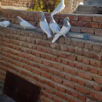 تعدادی کبوتر موشی باش