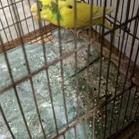 پرنده مرغ عشق