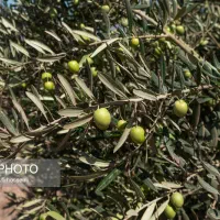 زیتون چینی توافقی