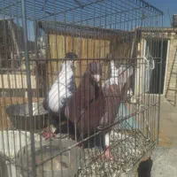 کفتر نرو ماده حمال