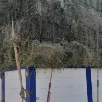 یونجه خالص