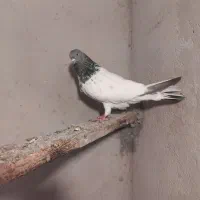 کفتر|پرنده|سهند, |دیوار