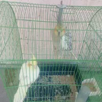 عروس هلندی|پرنده|اهواز, کیانپارس |دیوار