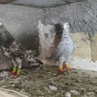 سار، سرورر، بزک، عطیقه|پرنده|مشهد, بهمن|دیوار