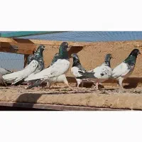 کبوتر تیدی پاکستانی|پرنده|سامان, |دیوار