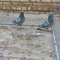 دوتا کبوتر پلاکی ماده|پرنده|اسفرورین, |دیوار