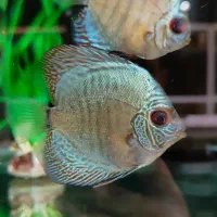 انواع نژاد ماهی های دیسکس کلی و جزئی و اکواریوم