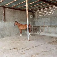 کره اسب