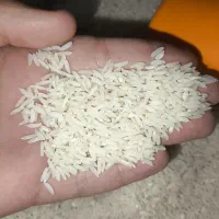 برنج|خوردنی و آشامیدنی|قم, شهرک فاطمیه|دیوار