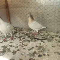 کبوتر سرور،|پرنده|مبارکه, |دیوار