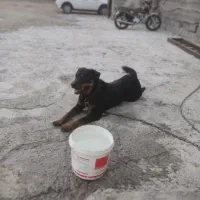 واگذاری  سگ نگهبان|سگ|قدس, شهرک صنعتی زاگرس|دیوار