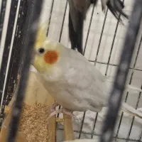 عروس هلندی لوتینو|پرنده|مشهد, فاطمیه|دیوار