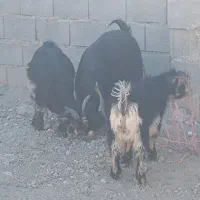 بز گله داری|حیوانات مزرعه|پیر بکران, |دیوار