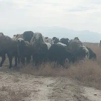 60میش40بره جفتی۷۰کیلو