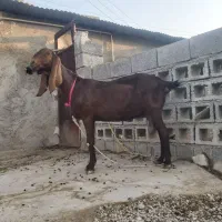 فروش بز پاکستانی و کاموری