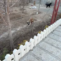 سگ خراسانی|سگ|کرج, کیانمهر|دیوار