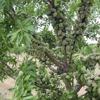 نهالستان میوه و بادام پربار پالیز|خدمات باغبانی و درختکاری|نائین, |دیوار