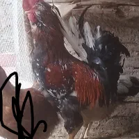 خوروس|حیوانات مزرعه|اهر, |دیوار