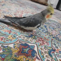 دستی وسخنگو|پرنده|ماهدشت, |دیوار