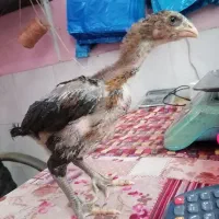 جوجه لاری 2 ماهه