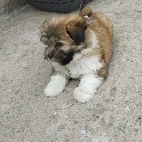 شیتزو 2 ماهه