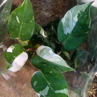 بنسای فیلندرون پینک|گل و گیاه طبیعی|قم, خداکرم|دیوار