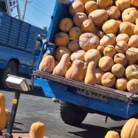 کولکە کدو حلوای|عمده‌فروشی|بوکان, |دیوار