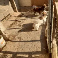 سگ پاکوتاه|سگ|سمنان, |دیوار