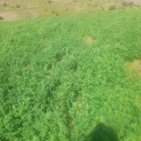 علف و یونجه