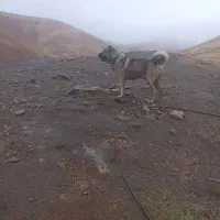 سلام سگ پژدر ۳ساله