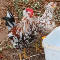 جوجه گلین ۲۵روزه