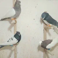 فروش کبوتر|پرنده|شیراز, سیلو|دیوار