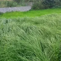 فروش زمین ۵۳۲ متری در پاکت سازی جاده ش آزموده|فروش زمین و ملک کلنگی|رشت, حومه رشت|دیوار