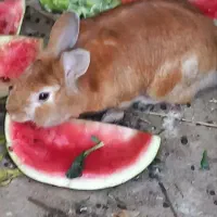 خرگوش