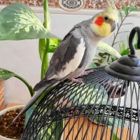 فروش عروس هلندی نر سخنگو