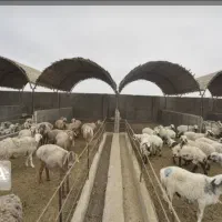 دامداری و زمین کشاورزی
