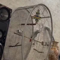 قفس بزرگ کاسکو آرا کاکادو