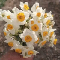 فروش گل نرگس خفر