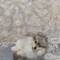 پامرخرسی|سگ|ساوه, |دیوار