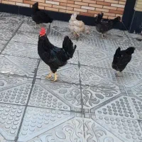 مرغ گلین|حیوانات مزرعه|جم, |دیوار