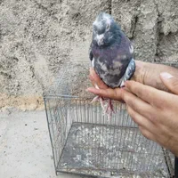 کبوتر پرشی|پرنده|اصفهان, سلطان‌آباد|دیوار