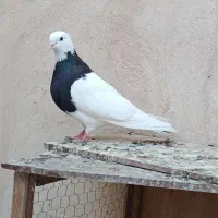 طوقی|پرنده|شاهدشهر, |دیوار