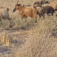 نربز|حیوانات مزرعه|بوئین زهرا, |دیوار