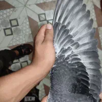 شادگان